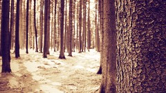 Trees snow autumn monochrome forests depth of field