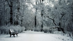 Trees snow bench Parks