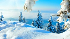 Trees snow blue sky branches serenity cold frost Frozen sunny 