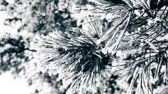 Trees snow Christmas trees