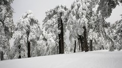 Trees snow cyprus troodos