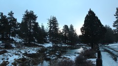 Trees snow cyprus troodos