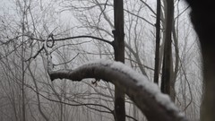 Trees snow depth of field