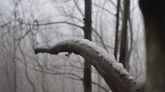Trees snow depth of field