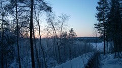 Trees snow forests wilderness
