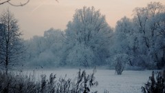 Trees snow frost