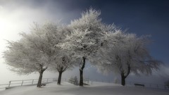Trees snow frost