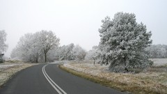 Trees snow frost roads