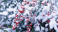 Trees snow Japan Berries