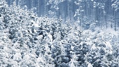 Trees snow Japanese forests snow landscapes