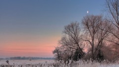 Trees snow landscapes