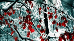 Trees snow leaves ice cold winter outdoors