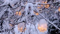 Trees snow lights Christmas