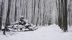 Trees snow logs snow landscapes