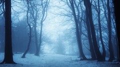 Trees snow monochrome