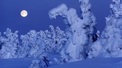 Trees snow moon Norway