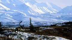 Trees snow Mountains Alaska Bull national park caribou