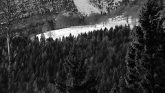Trees snow Mountains black and white Italy Malga