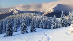 Trees snow Mountains clouds forests