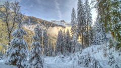 Trees snow Mountains forests