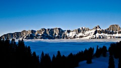 Trees snow Mountains panorama