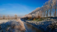 Trees snow new year frost