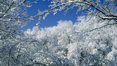 Trees snow Parks Tennessee