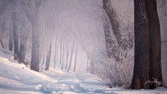Trees snow paths