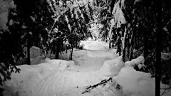 Trees snow paths