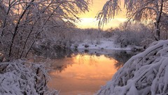 Trees snow ponds snow landscapes