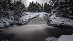 Trees snow rivers flora