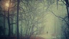 Trees snow roads Parks mist