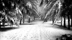 Trees snow seasons forests grayscale