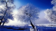 Trees snow skyscapes