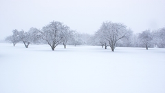 Trees snow sleeping The