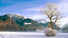 Trees snow snow landscapes