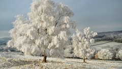 Trees snow snow landscapes
