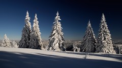 Trees snow snow landscapes nordic