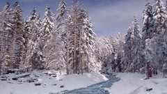 Trees snow streams