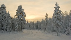 Trees snow sun forests