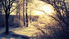 Trees snow sun shadows snow landscapes