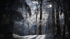 Trees snow sunlight forests