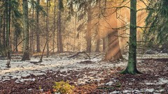 Trees snow sunlight forests