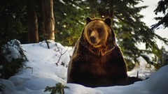 Trees snow winter Animals Bears