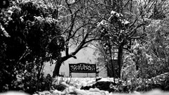 Trees snow winter bench monochrome grayscale