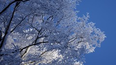 Trees snow winter blue branches ice frost skies