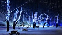 Trees snow winter blue lights Park bench concerted