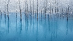 Trees snow winter blue ponds