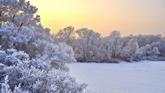 Trees snow winter bushes