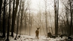 Trees snow winter deer forests